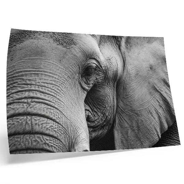Poster Monokroma elefantdetaljer minimalism elegans