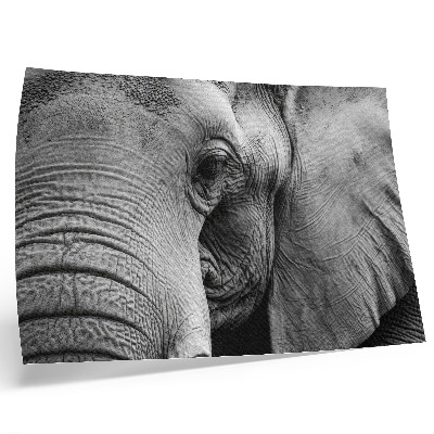 Poster Monokroma elefantdetaljer minimalism elegans