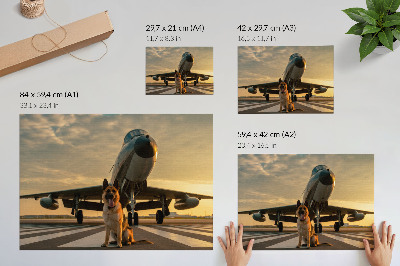 Väggposter Hund och flygplan i solnedgången - en unik syn