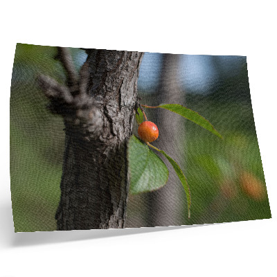 Väggposter Apelsinfrukt gröna blad brun bark