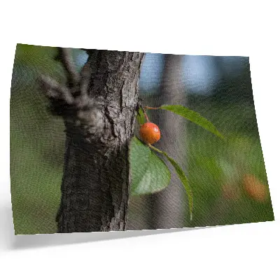 Väggposter med motiv av apelsinfrukt, gröna blad och brun bark