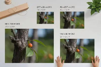 Väggposter med motiv av apelsinfrukt, gröna blad och brun bark