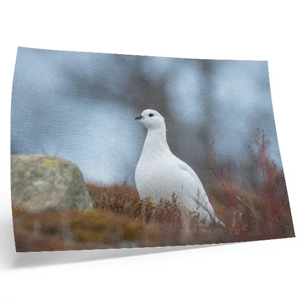 Väggposter vit fågel i en vintermiljö