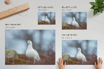 Väggposter En vit fågel i en vintermiljö