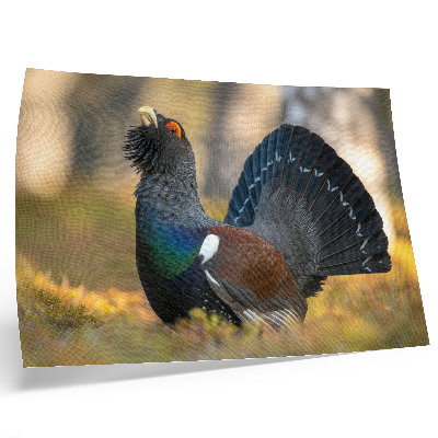 Poster Vacker fågel i skogen, sprider svansen, färg