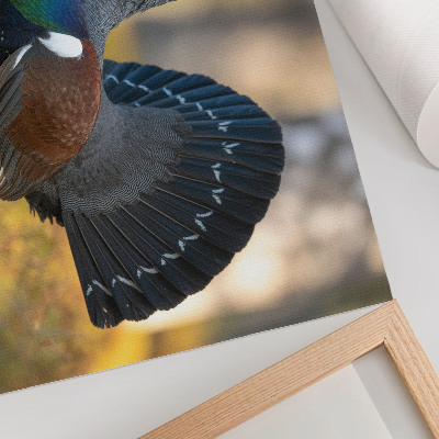 Poster Vacker fågel i skogen, sprider svansen, färg