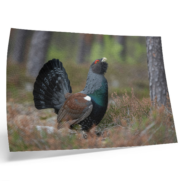 Poster Fågelfärger skog natur fredlig atmosfär