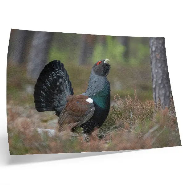 Poster med motiv av skog och fåglar i fridfull natur
