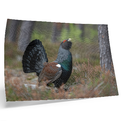 Poster Fågelfärger skog natur fredlig atmosfär