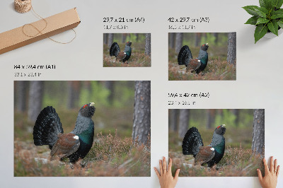 Poster Fågelfärger skog natur fredlig atmosfär
