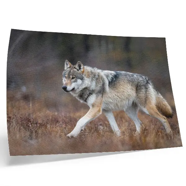 Poster varg i ett vilt naturlandskap