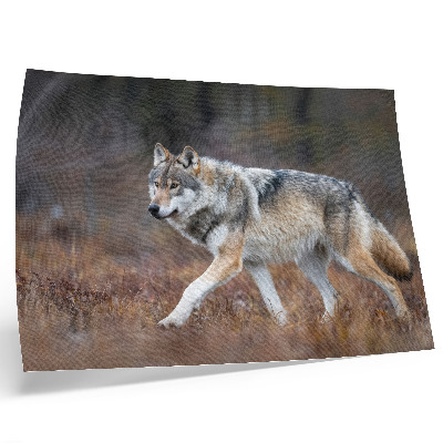 Poster Varg i rörelse vild landskap natur