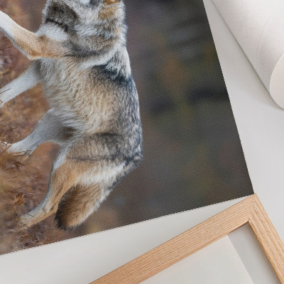 Poster Varg i rörelse vild landskap natur
