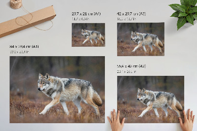 Poster Varg i rörelse vild landskap natur