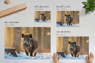 Stilren väggposter Ett vildsvin på en vinterbakgrund omgiven av solljus