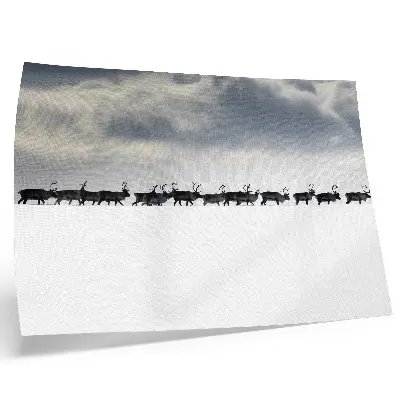 Väggposter renar i snön med tystnad och rymd