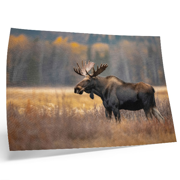 Poster Älg höstlandskap harmoni vildmark natur