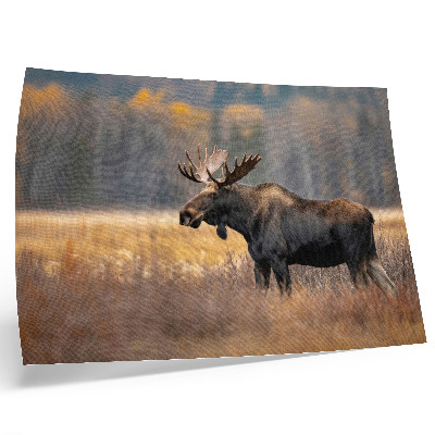 Poster Älg höstlandskap harmoni vildmark natur