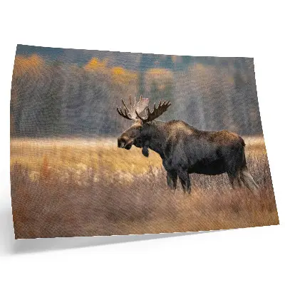 Poster älg i harmoniskt höstlandskap i vildmarken