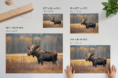 Poster Älg höstlandskap harmoni vildmark natur