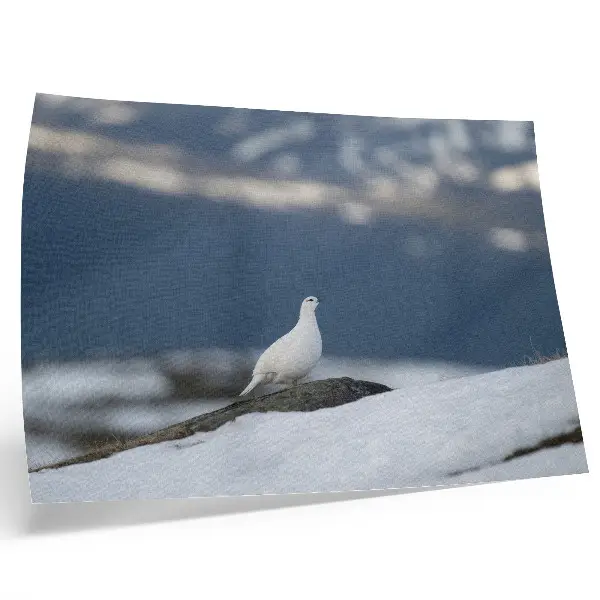 Väggposter Fågel i snön vintermotiv med känsla av mildhet