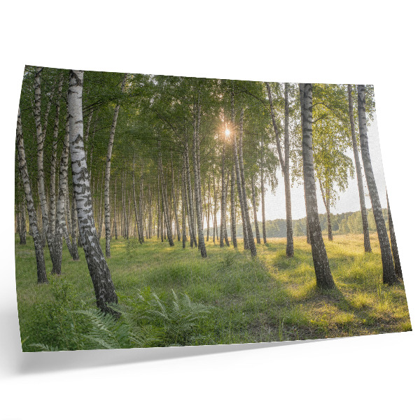 Poster till sovrum Björkskogens solstrålar symmetri grön