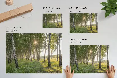 Poster till sovrum björkskogens solstrålar i grön symmetri