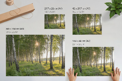 Poster till sovrum Björkskogens solstrålar symmetri grön
