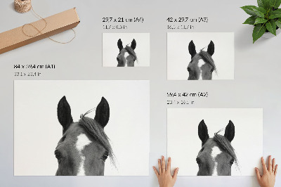 Poster till sovrum Svartvitt fotografi av hästens elegans