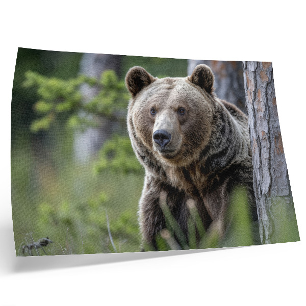 Poster En björn i en skog full av naturlig charm