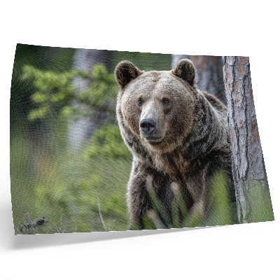 Poster En björn i en skog full av naturlig charm
