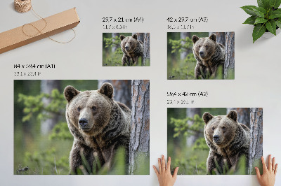Poster En björn i en skog full av naturlig charm