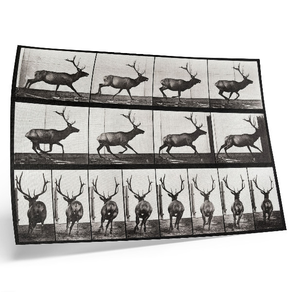 Stilren väggposter Djurens förflyttningsplansch nr 695 (1887), fotografi av Eadweard Muybridge