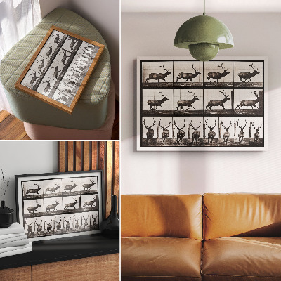 Stilren väggposter Djurens förflyttningsplansch nr 695 (1887), fotografi av Eadweard Muybridge