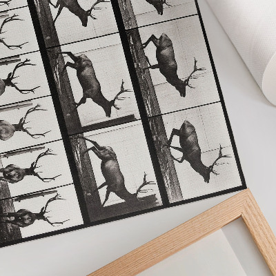 Stilren väggposter Djurens förflyttningsplansch nr 695 (1887), fotografi av Eadweard Muybridge