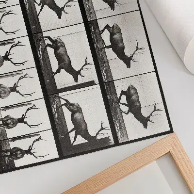 Djurens förflyttningsplansch nr 695 väggposter från 1887 med fotografi av Eadweard Muybridge