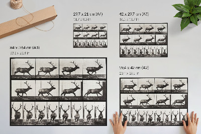 Stilren väggposter Djurens förflyttningsplansch nr 695 (1887), fotografi av Eadweard Muybridge
