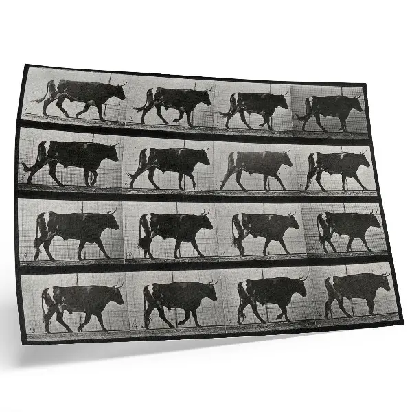 Väggposter en tjur på marsch efter Eadweard Muybridge från 1887