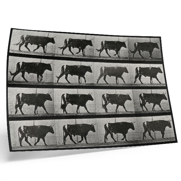 Stilren väggposter En tjur på marsch. Fototyp efter Eadweard Muybridge, 1887.