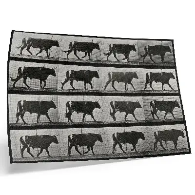 Väggposter en tjur på marsch efter Eadweard Muybridge från 1887