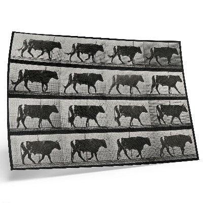 Stilren väggposter En tjur på marsch. Fototyp efter Eadweard Muybridge, 1887.