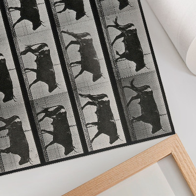 Stilren väggposter En tjur på marsch. Fototyp efter Eadweard Muybridge, 1887.