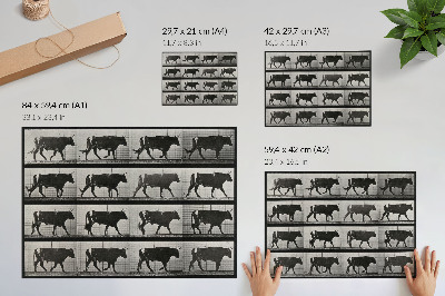Stilren väggposter En tjur på marsch. Fototyp efter Eadweard Muybridge, 1887.