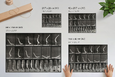 Poster En man stående på händerna från ryggläge. Fototyp efter Eadweard Muybridge, 1887.