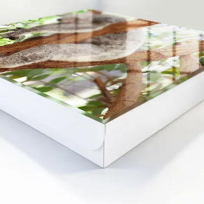 Snygga nyckelskåp Koala-avslappning