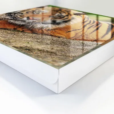 Nyckelbox Tiger vilar