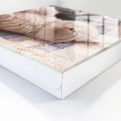 Snygga nyckelskåp Sovande kattunge