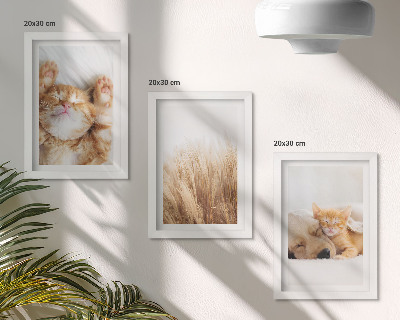 Posterpaket Söta djur katter hundar delikat gräs boho