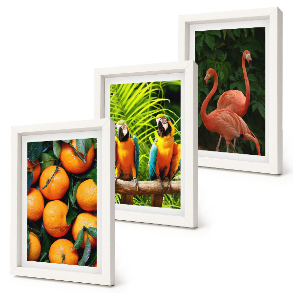 Posterpaket Fruktiga accenter med papegojor och flamingos i tropikerna