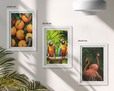 Posterpaket Fruktiga accenter med papegojor och flamingos i tropikerna